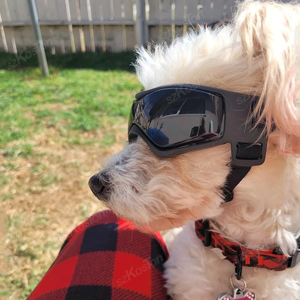 Lunette moto chien