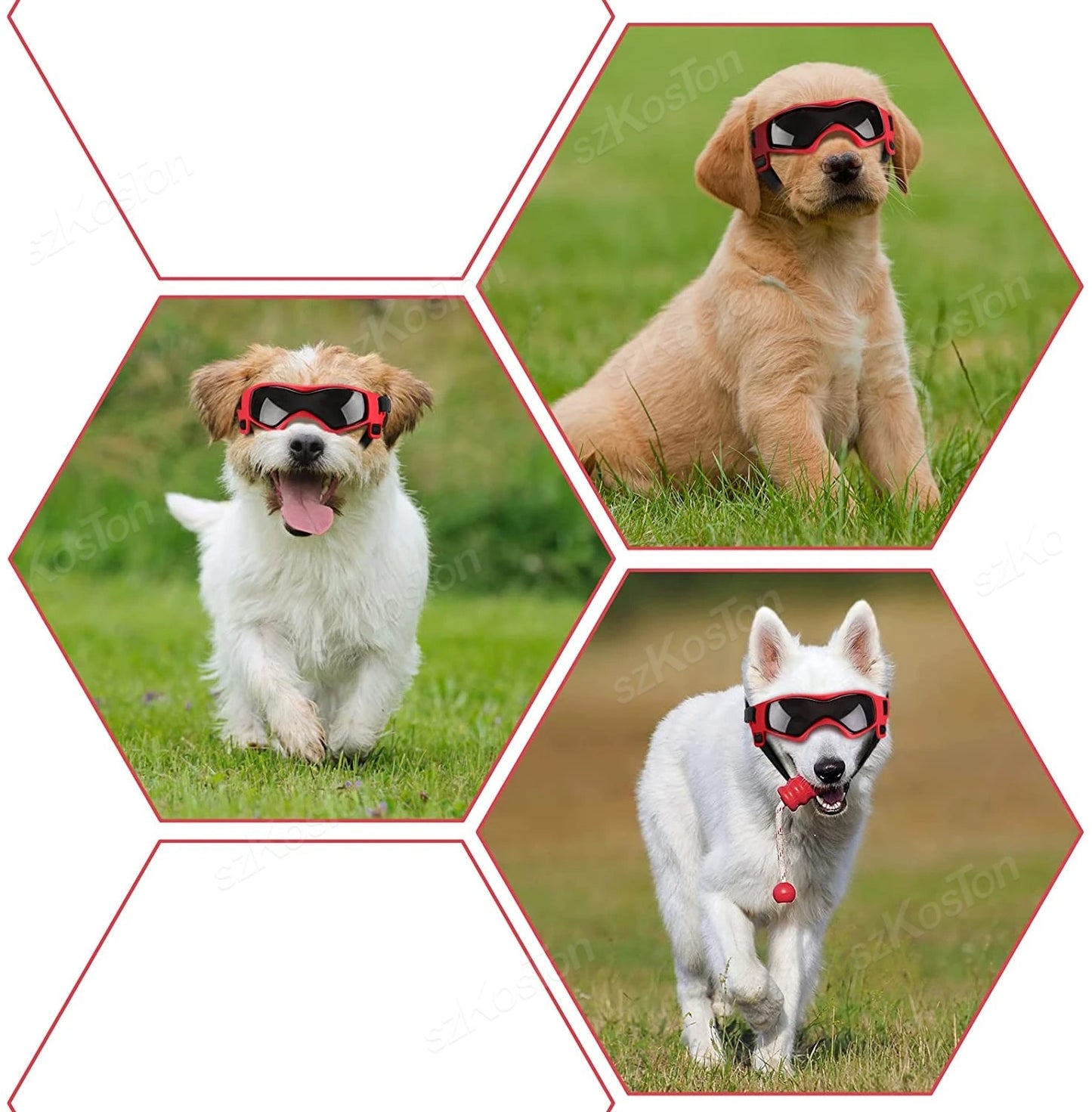 Lunette moto chien